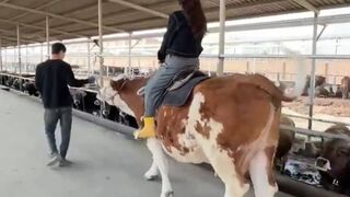 Woman not thrown Off a horse, but a Cow