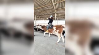 Woman not thrown Off a horse, but a Cow