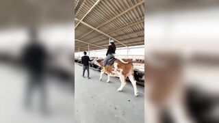 Woman not thrown Off a horse, but a Cow