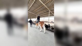 Woman not thrown Off a horse, but a Cow