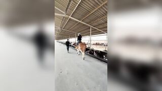 Woman not thrown Off a horse, but a Cow
