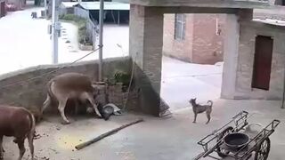 Man Attacked Killed by Cow WHILE HIS DOG does Nothing. Man's Best Friend didn't Know what to do