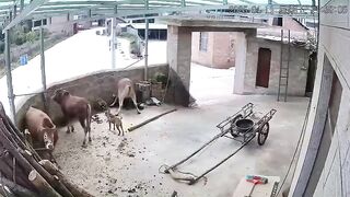 Man Attacked Killed by Cow WHILE HIS DOG does Nothing. Man's Best Friend didn't Know what to do
