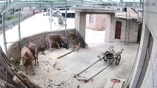 Man Attacked Killed by Cow WHILE HIS DOG does Nothing. Man's Best Friend didn't Know what to do