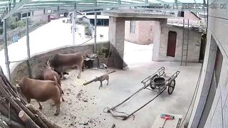 Man Attacked Killed by Cow WHILE HIS DOG does Nothing. Man's Best Friend didn't Know what to do
