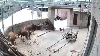 Man Attacked Killed by Cow WHILE HIS DOG does Nothing. Man's Best Friend didn't Know what to do