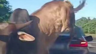 How are you going to Explain this to Insurance?