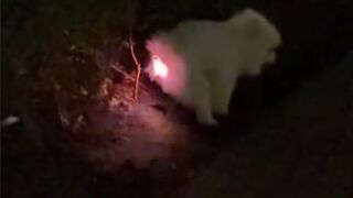 Puppy swallowed a glowing toy and this is what happened.
