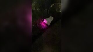 Puppy swallowed a glowing toy and this is what happened.
