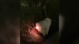 Puppy swallowed a glowing toy and this is what happened.