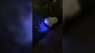 Puppy swallowed a glowing toy and this is what happened.