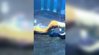 Not Easy being a Mermaid. This One nearly Drowned!