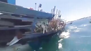 Never Saw this Before: A ship carrying thousands of sheep capsized off the coast of Yemen. Locals Help to Save them