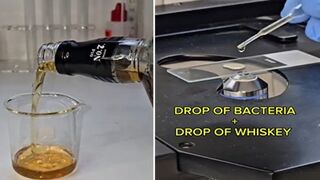 A Drop of Whiskey vs Bacteria! Geez, It's like an Atomic Bomb!!! Wild