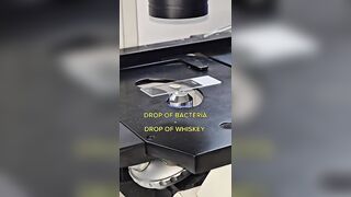 A Drop of Whiskey vs Bacteria! Geez, It's like an Atomic Bomb!!! Wild