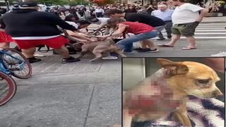 WHOA: Two Pitbulls Maul a Chihuahua Service Dog in NYC (Owner Alleges it was Intentional)