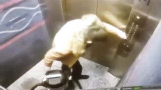 Ever seen a Man completely Owned by a Vacuum?