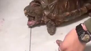 Is This How You Feed a Snapping Turtle?