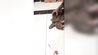 Is This How You Feed a Snapping Turtle?
