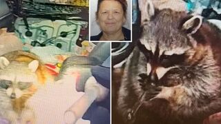 A raccoon trying to smoke a meth pipe during a vehicle search in Springfield Township