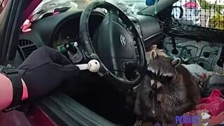 Racoon in Driver’s Seat with Crack Pipe in its Mouth During Traffic Stop