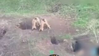 A drone captured footage of marmots engaging in a battle right on the front lines.