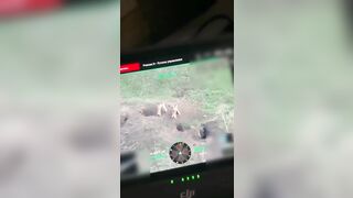A drone captured footage of marmots engaging in a battle right on the front lines.