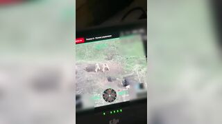 A drone captured footage of marmots engaging in a battle right on the front lines.