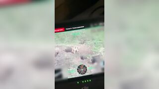 A drone captured footage of marmots engaging in a battle right on the front lines.