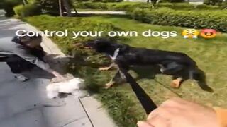 Big Dog vs Two Little & the Crazy Karen but Who's at Fault?
