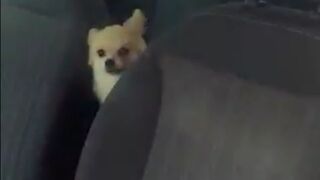 If you leave your pet in a hot vehicle you deserve to have this happen to your car.