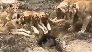 Pride of Lions must Wait for their Food sometimes