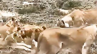 Pride of Lions must Wait for their Food sometimes