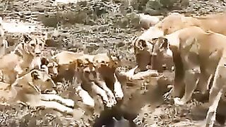 Pride of Lions must Wait for their Food sometimes