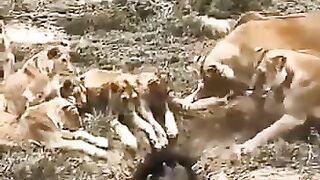Pride of Lions must Wait for their Food sometimes