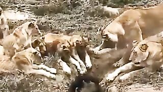 Pride of Lions must Wait for their Food sometimes