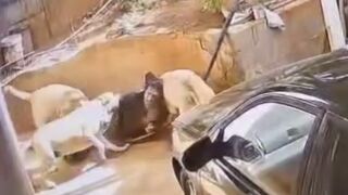 Thief trying to break inside home mauled by dogs in South Africa