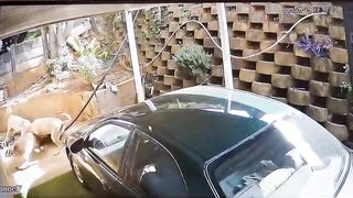 Thief trying to break inside home mauled by dogs in South Africa