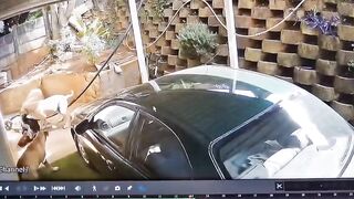 Thief trying to break inside home mauled by dogs in South Africa
