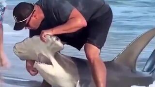 Good Men here! Guys save Hammerhead Shark from a Life of Pain by doing some Dental Work