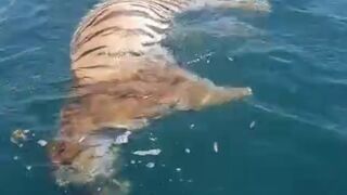 Bizarre: How does a Tiger's Corpse end up in the Water