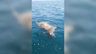 Bizarre: How does a Tiger's Corpse end up in the Water