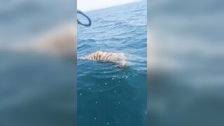 Bizarre: How does a Tiger's Corpse end up in the Water