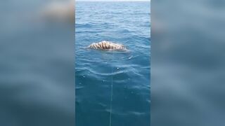 Bizarre: How does a Tiger's Corpse end up in the Water