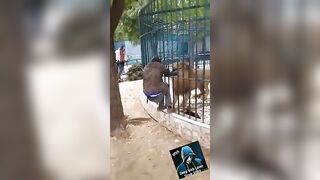Picture with the Lion has a Background Much More Interesting