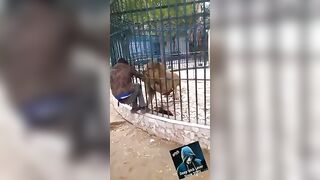 Picture with the Lion has a Background Much More Interesting