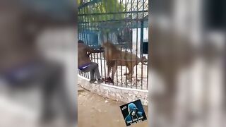 Picture with the Lion has a Background Much More Interesting