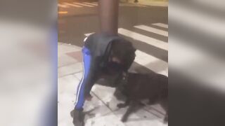 Man Punches dog but Finds Out Quick