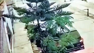 Extortionist Blows Himself Up by Accident with the Bomb he meant to Use on Building. Peru