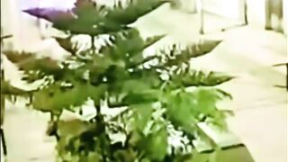 Extortionist Blows Himself Up by Accident with the Bomb he meant to Use on Building. Peru